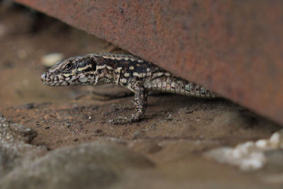 Close-up of lizard on rock