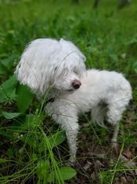 White dog in a field