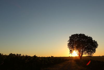 Silhouette trees on field against clear sky during sunset