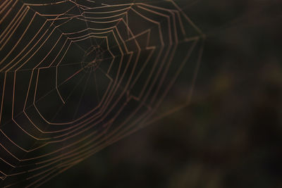 Close-up of spider web