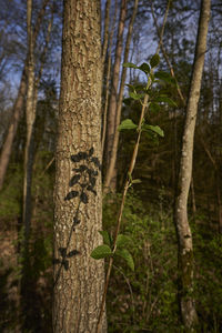 Close-up of tree trunk in forest