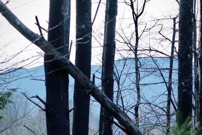 Low angle view of bare trees against sky