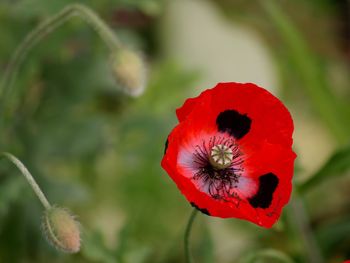 Red and black, ladybird poppy flower on green blurred background. 