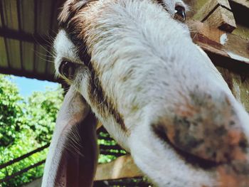 Close-up of a goat resting