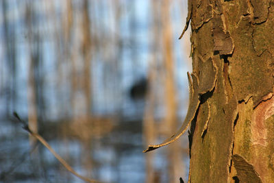 Close-up of tree trunk against blurred background