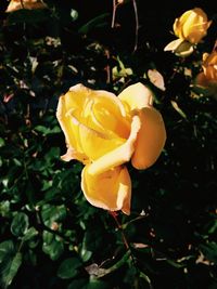 Close-up of yellow flower