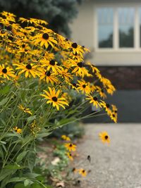 Close-up of yellow flowering plant