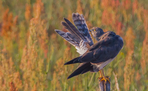 Close-up of a bird flying over a field