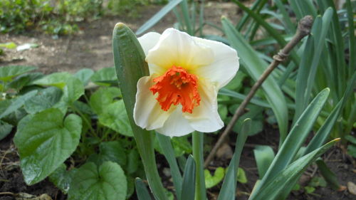 Close-up of white flowers blooming outdoors