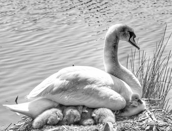 Close-up of swan swimming on lake