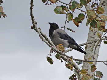 Low angle view of bird perching on tree against sky