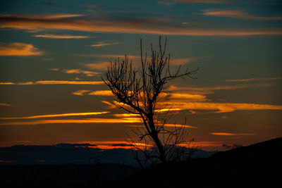 Silhouette bare tree against orange sky