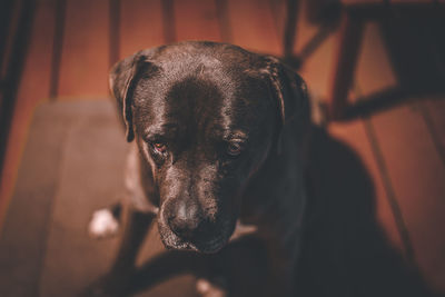 Portrait of black puppy sitting at home