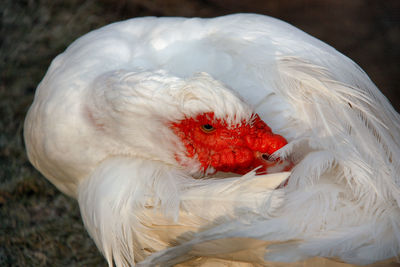 Close-up of bird