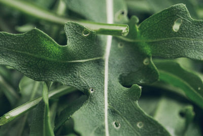 Close-up of green leaf