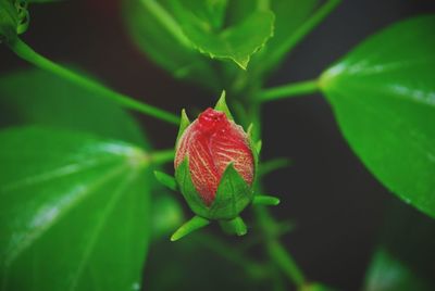 Close-up of red flower