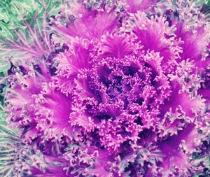 Close-up of pink flower