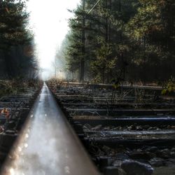 Railroad tracks in forest