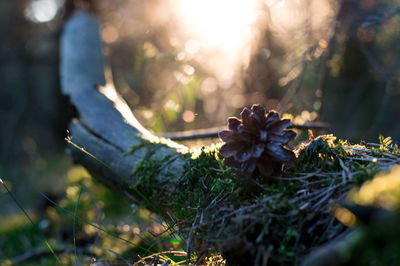 Close-up of pine cone