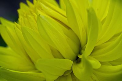 Full frame shot of green leaf