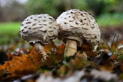 Close-up of mushroom growing on field