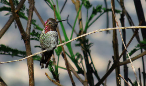 Close-up of bird perching on branch