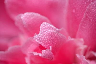 Close-up of pink rose