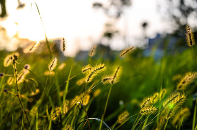 Close-up of fresh plants on field