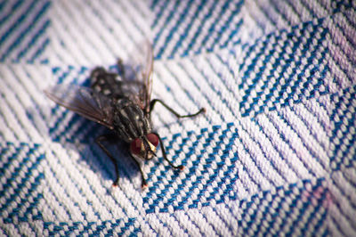 Close-up of insect on bed