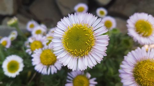 Close-up of purple daisy flowers