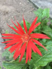 Close-up of red flower