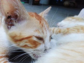 Close-up of cat