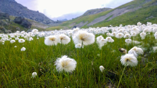 White flowers growing in grassy field