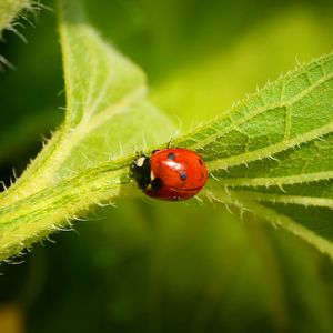 Close-up of ladybug on leaf