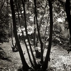 Trees in forest