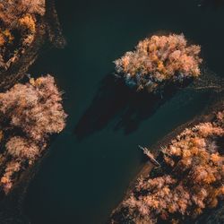 High angle view of trees by sea at night