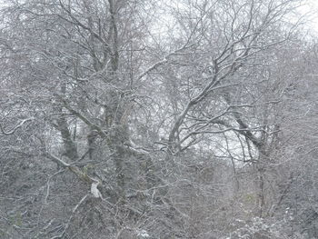 Low angle view of bare tree during winter