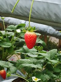 Close-up of strawberry growing on plant