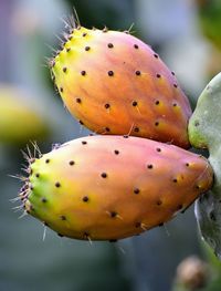 Close-up of prickly pear cactus