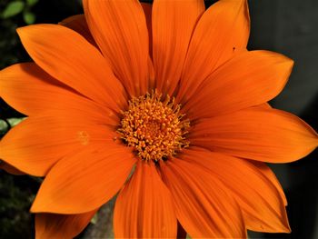 Close-up of orange flower