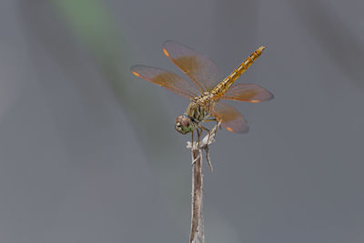 Close-up of insect on plant