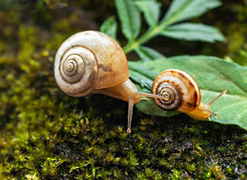 Two small grape snails close-up crawling in forest on moss and green leaves. natural background,