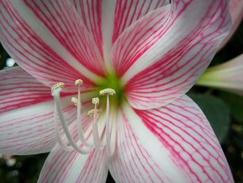 Close-up of pink flower