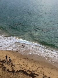 High angle view of people and dogs at beach