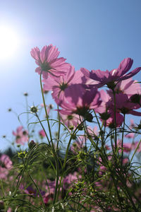 Low angle view of pink flowering plants against sky