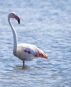 Bird in a lake