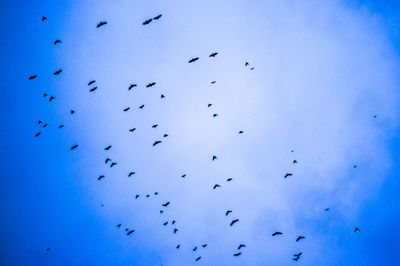 Low angle view of birds flying against blue sky