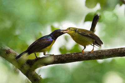 Bird perching on a branch