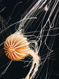 Close-up of pumpkin against black background