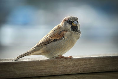 Close-up of sparrow perching on wooden railing